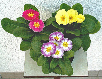 26-Primula-vulgaris