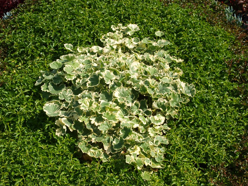 24_Pelargonium zonale Madame Salleray